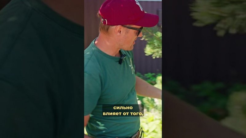 Как не отрезать лишнего  #сад #дача #сосна #обрезка #ниваки