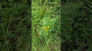 Пижма бальзамическая растет днём у речки