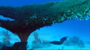 Кораллы - красивейшие сады океана