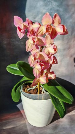 Phal. Legato peloric (Голландия) | Очередное цветение нежного пелора Легато🌷 Восхитительная орхидея