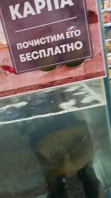 рыбка на ужин ,карп смотреть онлайн