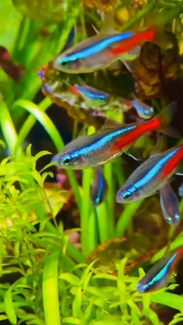 Our Neon tetra fish #short #kathiraquarium смотреть онлайн