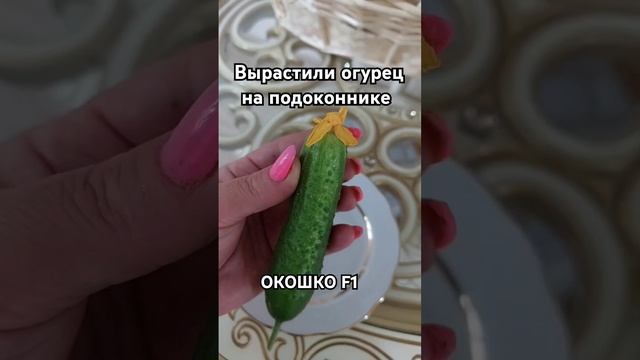 ВЫРАСТИЛИ ОГУРЕЦ 💚 СОБИРАЕМ УРОЖАЙ #русскиевчечне #огороднаподоконнике #огурцы #огород смотреть онлайн