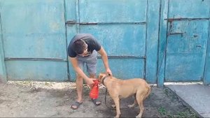 Чем и как обработать собаку от клещей,мух,блох...?