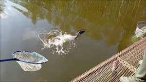 Форель клюёт и на железо, и на резину. Клёвое место, Лосиный остров, спорт-зона.