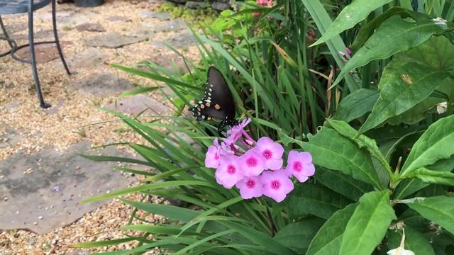 Cottage Garden Phlox to Encourage Butterflies смотреть онлайн