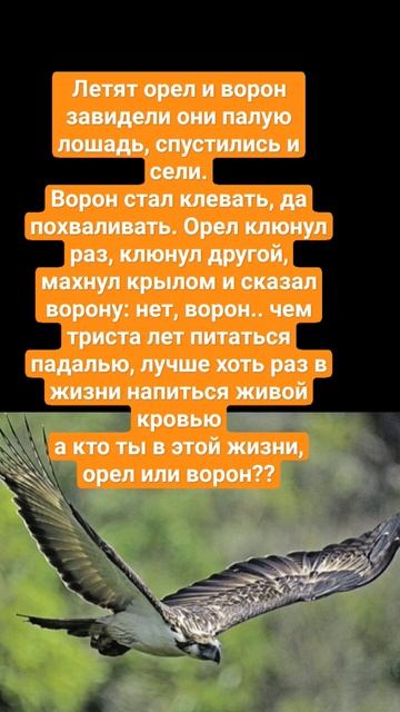 Притча об Орле и Вороне смотреть онлайн