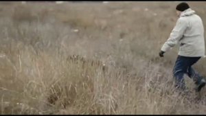 Курцхаар Берта работа по фазану 2