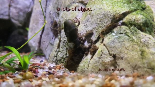 Community tank 2019: Fish, shrimps and snails || 20 gallon fish tank смотреть онлайн