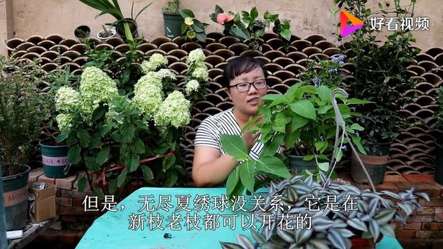 养绣球花，修剪要看品种，选对“时机”才能花开不败！ смотреть онлайн