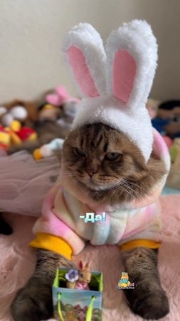 Скоро май!🌸🐰 #котики #скоромай #милыекотики