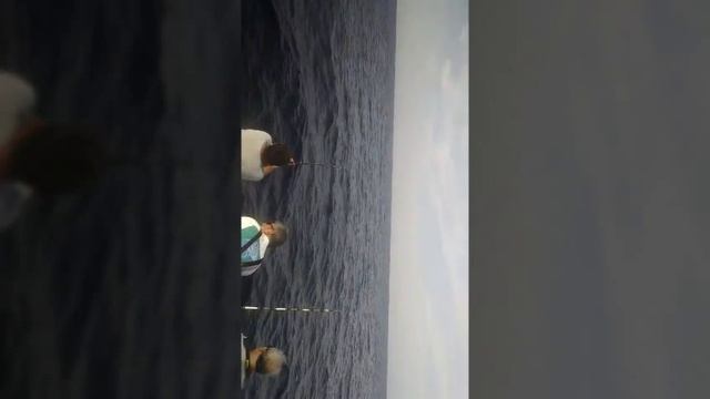 CANYON TRIP 8-2-15 7 BIG EYE TUNA + 450 BLUE MARLIN смотреть онлайн