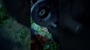 Замена втулок, пальцев, лап, ЮМЗ - 6, ЭО - 2621