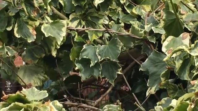 My bestie Helena смотреть онлайн