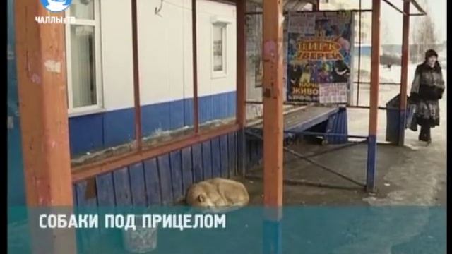 Собаки Челнов под прицелом