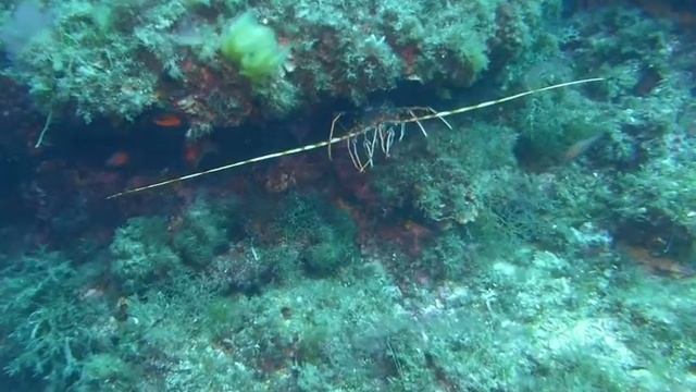 Languste & Muräne смотреть онлайн