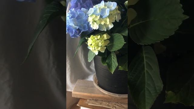 What light I use for my still life. Cool light vs warm. Lamp and natural light. смотреть онлайн