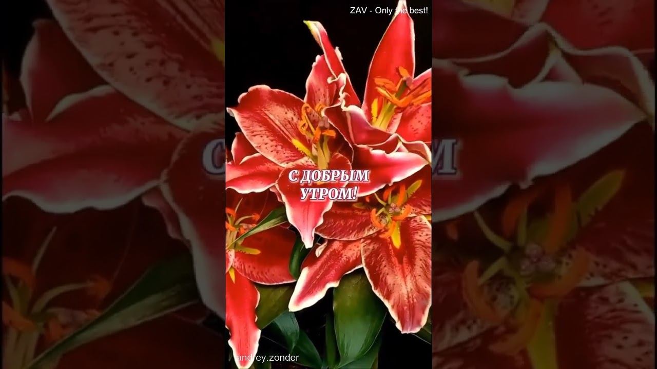 Доброе утро!) Хорошего дня!) #доброеутро