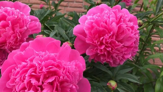 Пион «Эдулис Суперба (Edulis Superba)» смотреть онлайн