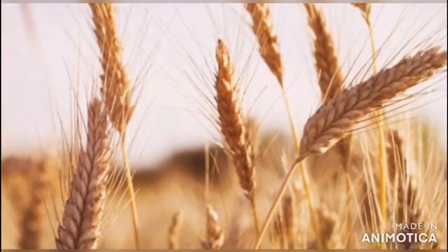 “Цветы и порох” часть 9 смотреть онлайн