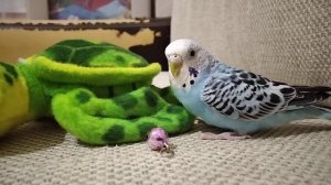 Попугай и колокольчик
