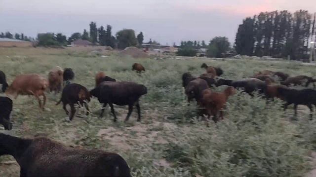 (1034) матка вышла на охоту.. смотреть онлайн