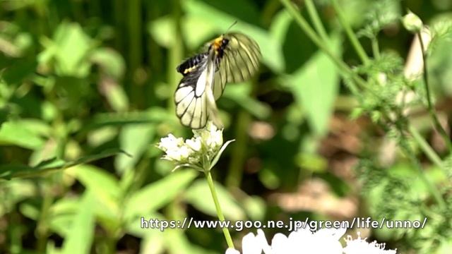 庭のウスバシロチョウ　Parnassius glacialis in my Garden смотреть онлайн