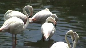 Олег Ломовой "Мама! На СЕРФ НЕ ДУЕТ!"