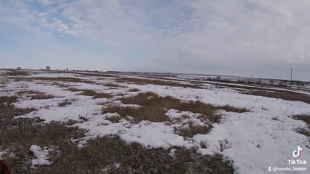 27 февраля первый рабочий выход в поля, куропатка в парах. Будем работать. смотреть онлайн