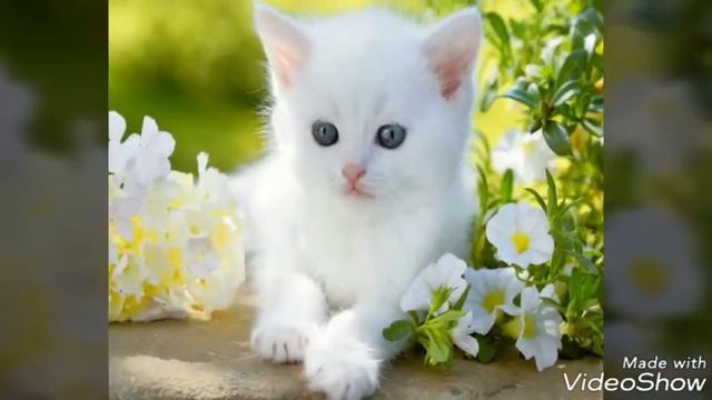 Милые животные смотреть онлайн