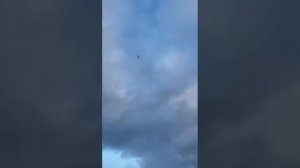 Вот она радость голубевода. Бакинцы Гургена. Москва !!!