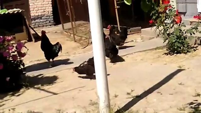 Сотилади хаммаси 2 хороз 8 та тоук цена 12 минг кора хаммаси тел:0554370717 г.ош фуркат смотреть онлайн