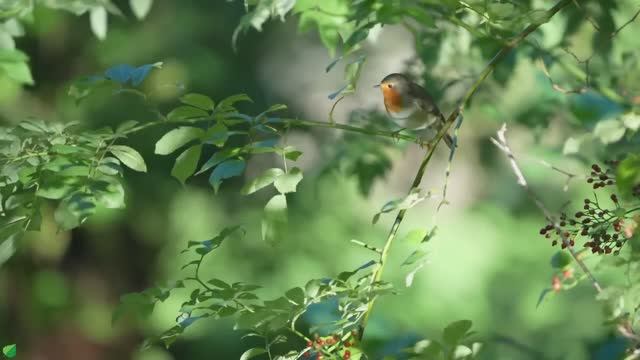 Целебная музыка в лесу, которая не даст вам уснуть 🎵 Музыка для исцеления сердца