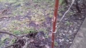 Как обрезать виноград на даче . Обрезка винограда осенью