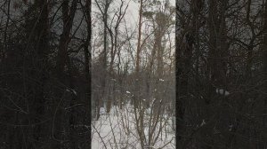 ставлю солонцы для зайцев,и слушаю собачек