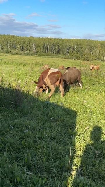 бычки  Симментальская порода