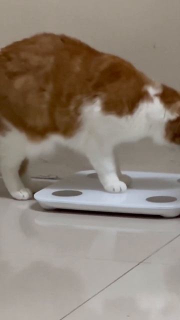 Can’t believe the value shown on scale #4.05kg смотреть онлайн