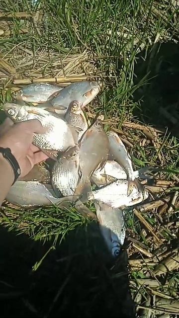 Густера на Днепре. смотреть онлайн