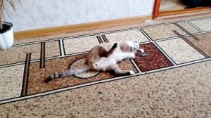 мой кот Тимофей играет. 🥰🥰