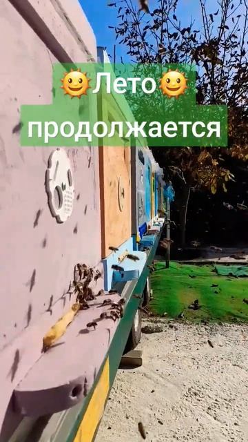 БАБЬЕ ЛЕТО. Пчёлки кайфуют. Но лучше бы сидели 22.10.23 #пчелы #пчеловодство #пасека смотреть онлайн