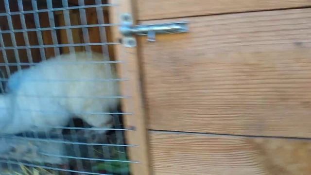 ЯК ЗБІЛЬШИТИ РАЦІОН КРОЛИКІВ ОСІННЮ смотреть онлайн