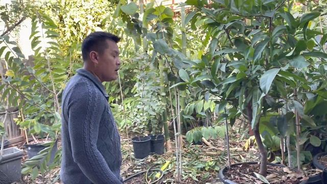 Cherimoya & Atemoya - The Perfect Tropical Fruit Trees for the Central Valley смотреть онлайн