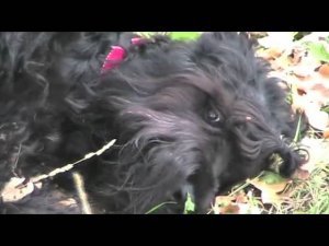 Троеборье с собаками, РЧТ Барби с Бронич Красотка Дарьюшка