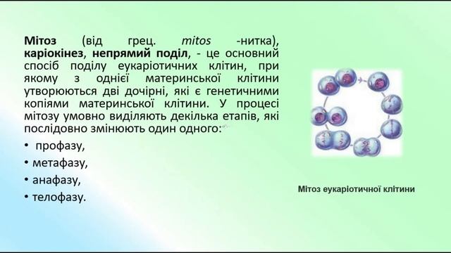 Біологія 9 клас. Клітинний цикл. Мітоз. Фази мітозу смотреть онлайн