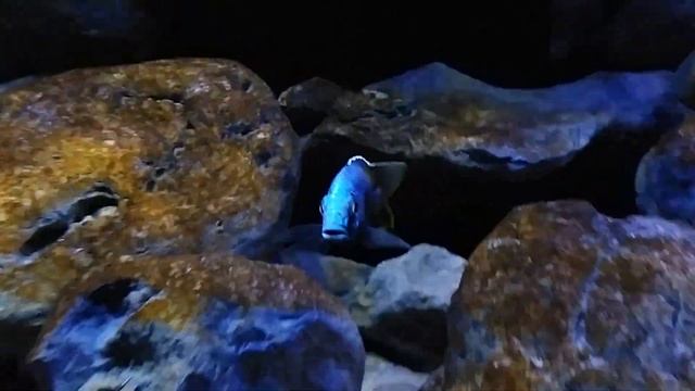 Placidochromis Jalo Reef смотреть онлайн