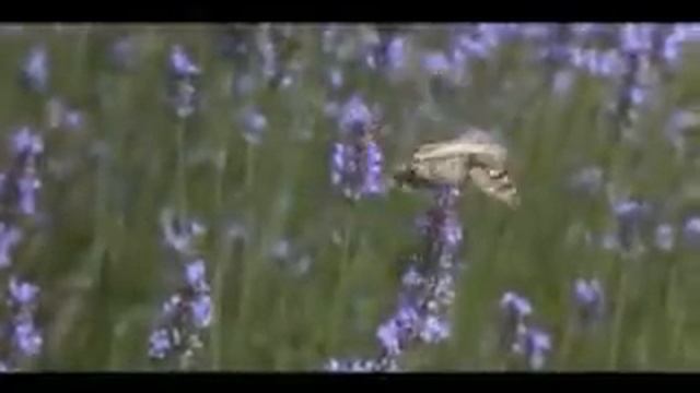 (scintilla67)Hans Zimmer Maestro Holiday soundtrack смотреть онлайн