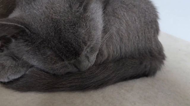 ПОЧЕМУ кошки все время СПЯТ? Генная наследственность смотреть онлайн