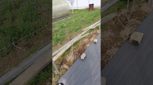 Состояние винограда на 22.04.2025.