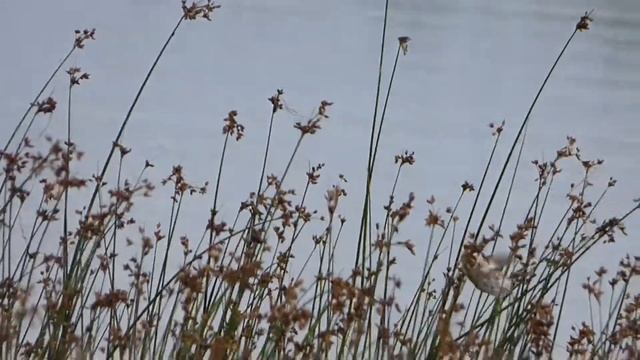 Вівсянка очеретяна смотреть онлайн