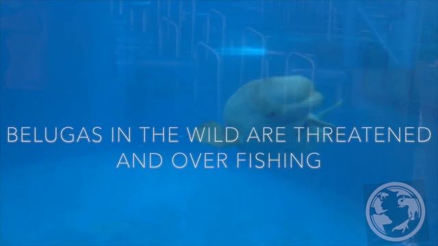 Baby Beluga Birth at SeaWorld San Antonio ZooNation смотреть онлайн